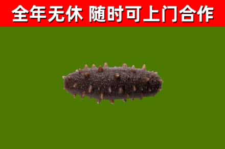 故城烟酒回收干海参.jpg
